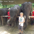 20090417 Half Day Safari - Elephant  44 of 104 